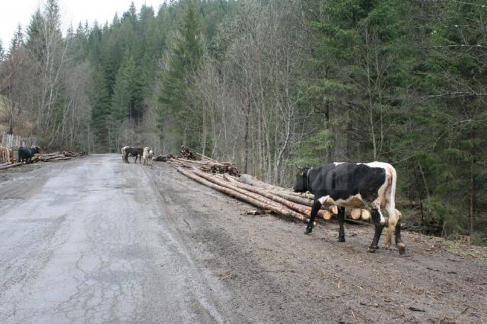 Vacile și lemnul, mijloacele de trai pe Valea Bistriței