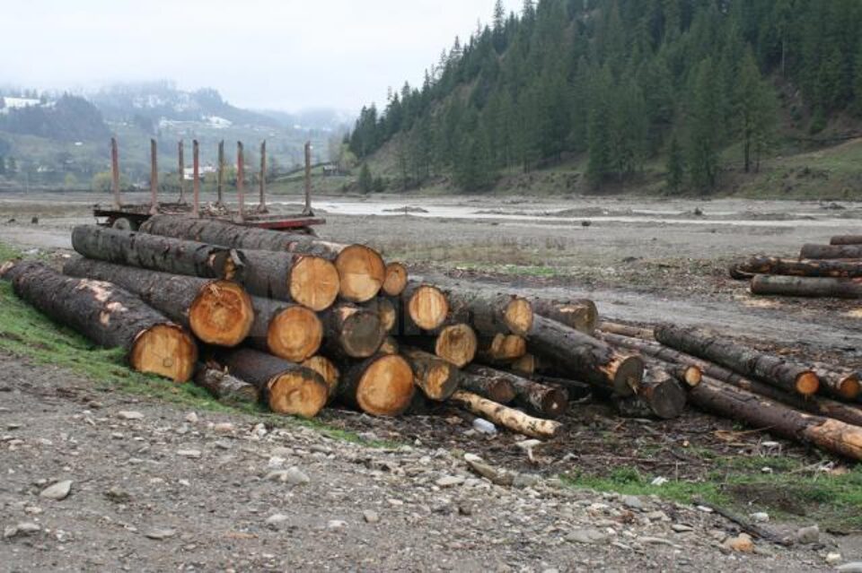 În ultimii ani au dat faliment peste 500 de firme mici de exploatare și debitare a masei lemnoase din județele Suceava și Neamț