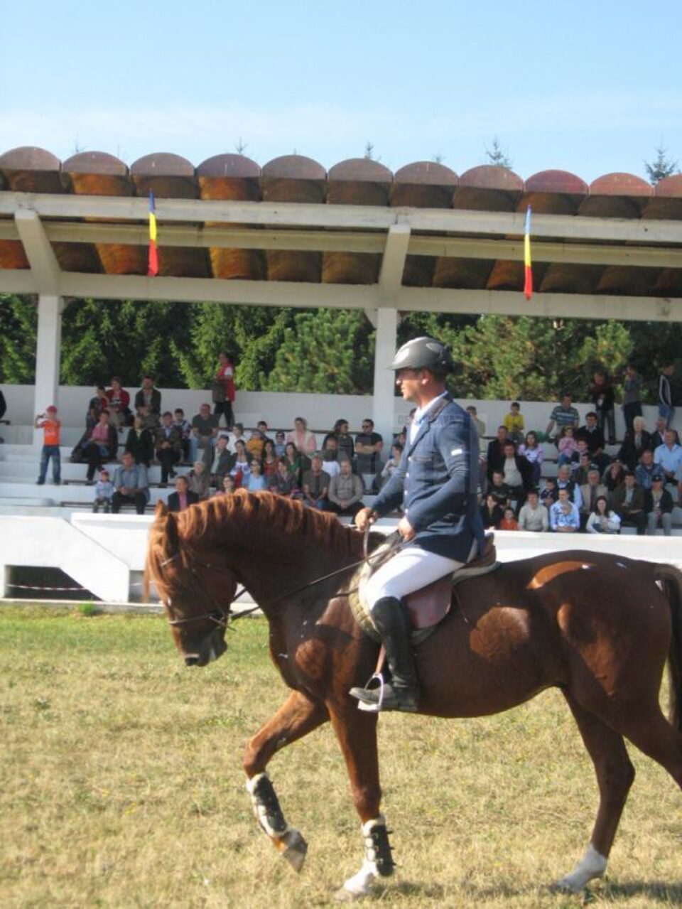 Cal din Herghelia Rădăuți