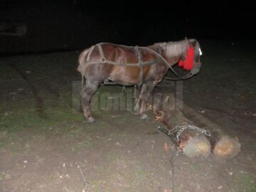 Focuri de armă în pădure, după șase indivizi care tăiau copaci