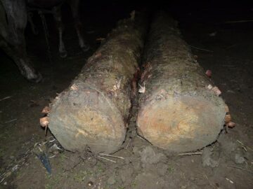 Focuri de armă în pădure, după șase indivizi care tăiau copaci