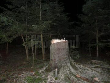 Focuri de armă în pădure, după șase indivizi care tăiau copaci
