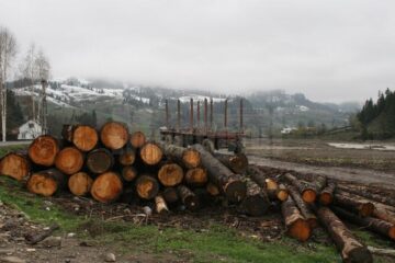 Firmele mici de pe Valea Bistriței care exploatează și prelucrează lemn au șanse minime să supraviețuiască pe piața de profil