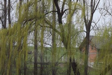 Acțiune de curățare a lacului principal al zonei de agrement de la baza Parcului Șipote