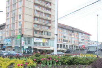 Lalelele din centrul Sucevei, furate pe timpul nopții