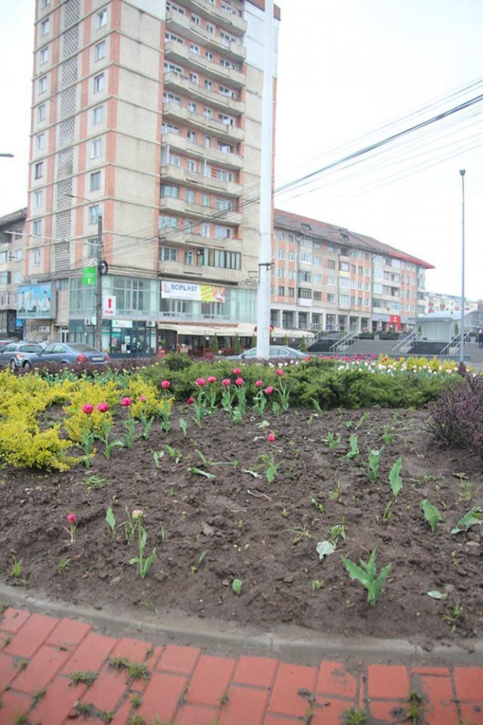 Lalelele din centrul Sucevei, furate pe timpul nopții