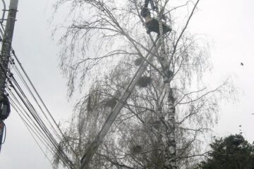 Cu ajutorul unui utilaj de lucru la înălțime, angajații primăriei au început să taie crengile pe care ciorile și-au făcut cuib