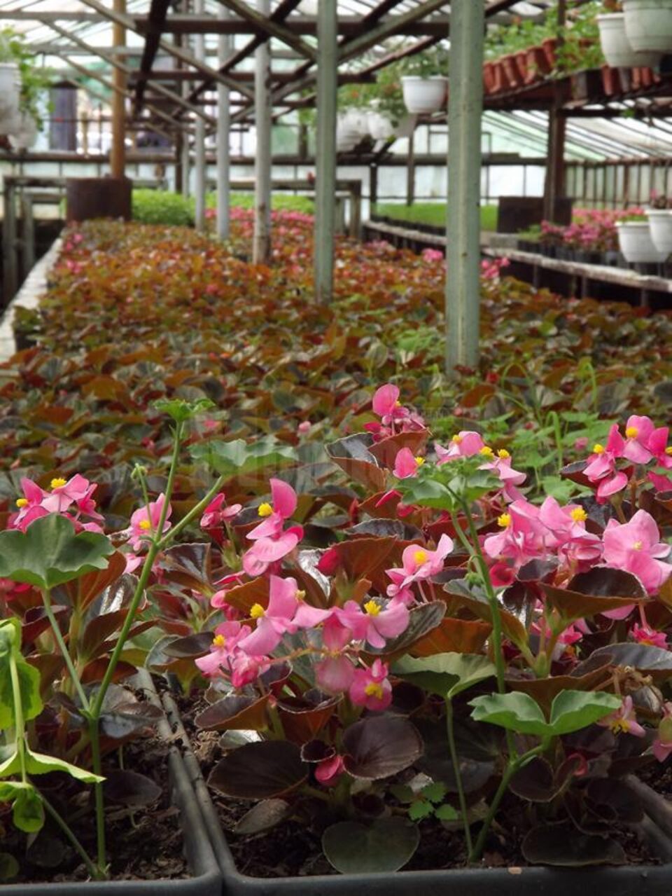 Aproape 400.000 de flori au fost crescute în serele primăriei, din care peste 350.000 vor fi plantate pe străzi de săptămâna viitoare