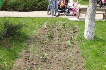 Lalelele din Piața Steagurilor au fost tăiate sau călcate în picioare