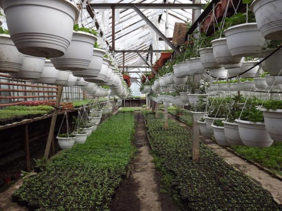 Aproape 400.000 de flori au fost crescute în serele primăriei, din care peste 350.000 vor fi plantate pe străzi de săptămâna viitoare