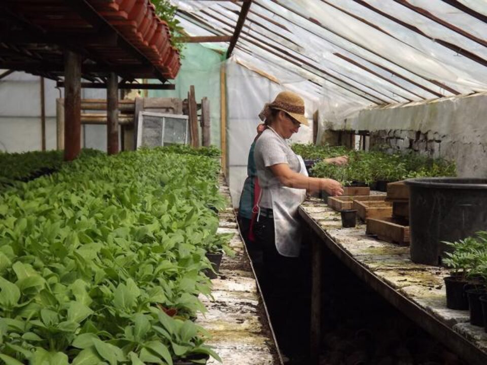 10 femei care lucrează la sere au făcut munca a peste 20 de persoane, lucrând multe ore peste program, în timpul lor liber