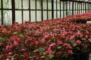 Aproape 400.000 de flori au fost crescute în serele primăriei, din care peste 350.000 vor fi plantate pe străzi de săptămâna viitoare