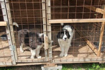 Ciobăneștii familiei Robu