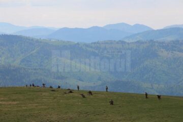 Exercițiul de apărare cu trageri la țintă al vânătorilor de munte de la Vatra Dornei