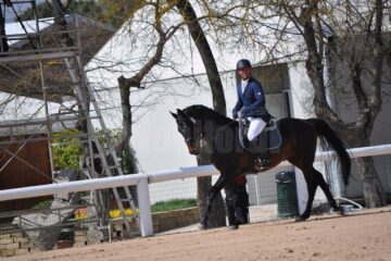 Zoltan, campionul Hergheliei Rădăuți la concursul hipic Toscana Tour 2014