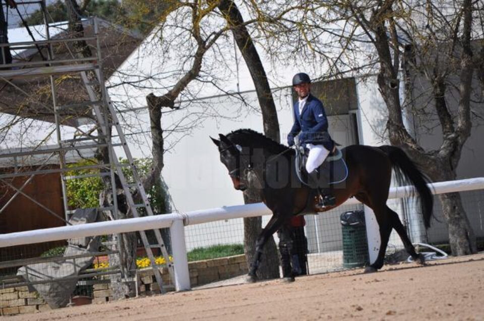 Zoltan, campionul Hergheliei Rădăuți la concursul hipic Toscana Tour 2014