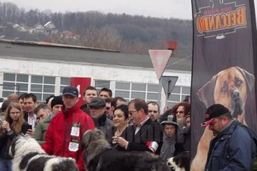 În parcarea Shopping City se desfășoară, astăzi și mâine, Expoziția națională chinologică de desemnare a titlului C.A.C Cupa Bucovina 2014