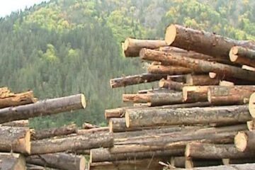 Peste 200 de metri cubi de lemn, confiscați de la o societate din Negostina