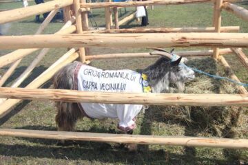 Hora Bucovinei a adus ieri la Bucșoaia mii de oameni din toate colțurile județului