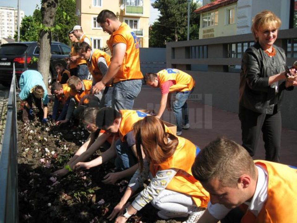 Democrat-liberalii suceveni au plantat ieri peste 1.500 de flori pe aleea din fața sediului organizației municipale Suceava a partidului