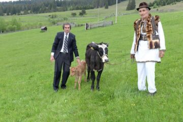 Dr. Petrea Dulgheru și proprietarul junincii si a vițelului fătat prin cezariană