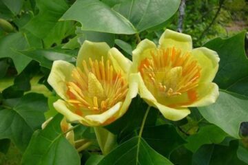 Florile în formă de lalea sunt galben-verzui cu brâu portocaliu