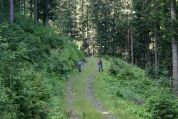 Bărbat din Vama, dispărut în pădure de aproape 24 de ore