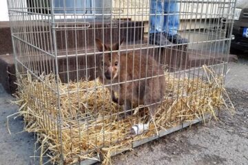 Cangurul a fost adus de la Cernăuți pentru a fi operat la Suceava