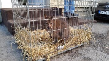 Cangurul a fost adus de la Cernăuți pentru a fi operat la Suceava