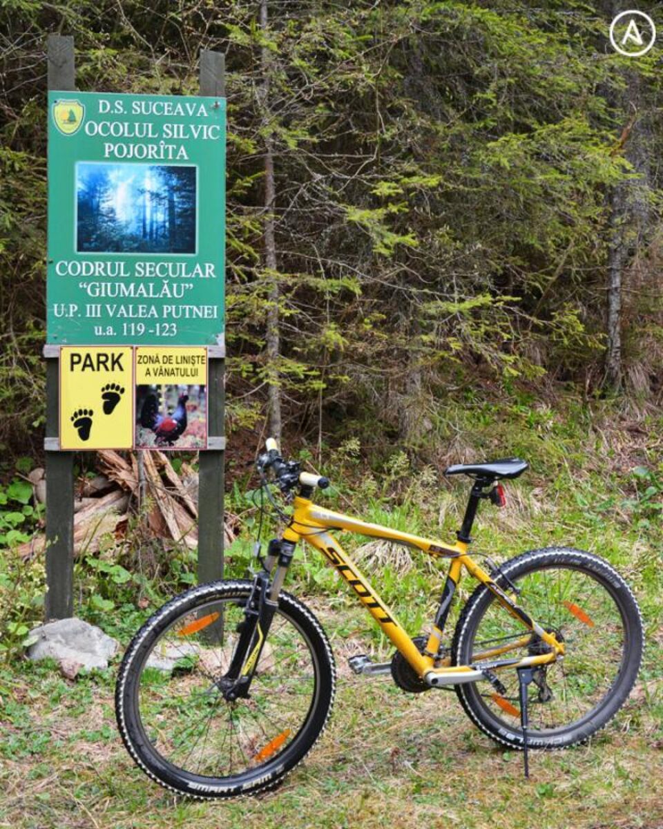 Traseu bicicletă: Păstrăvăria Valea Putnei – Cabana de vânătoare Valea Putnei – Codrul secular Giumalău