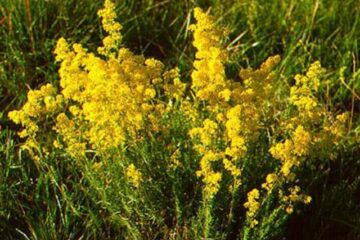 Florile de sânziene, nelipsite în această zi