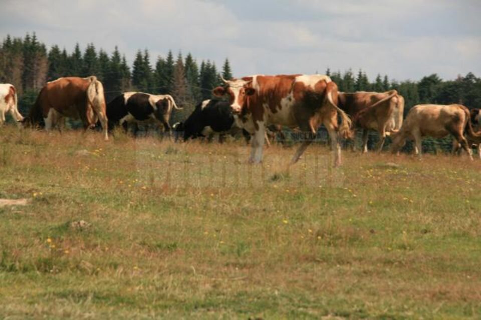 Pentru subvenția la bovine au fost înregistrate 12.246 de cereri
