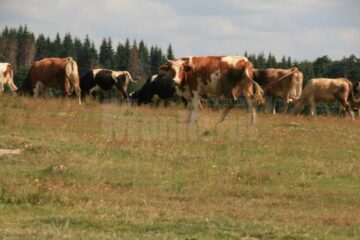 Pentru subvenția la bovine au fost înregistrate 12.246 de cereri