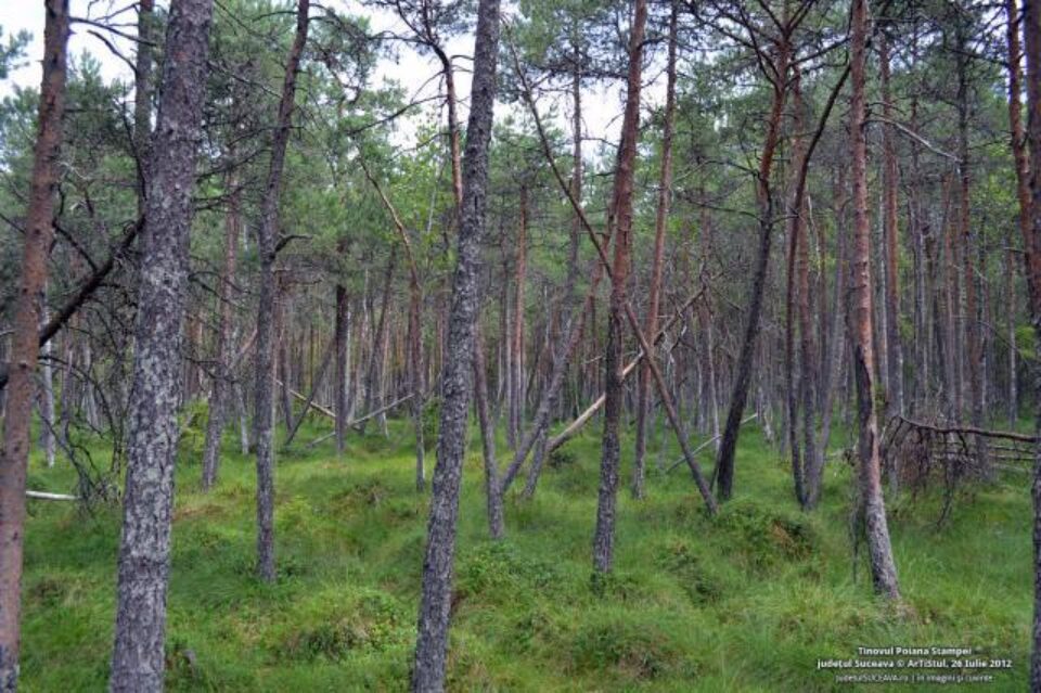 Tinovul Poiana Stampei