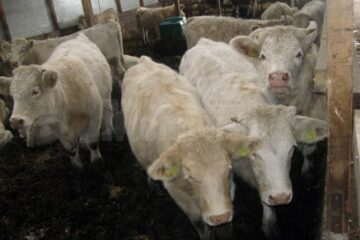 Bovine din rasa franceză Charolaise