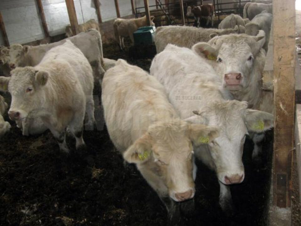 Bovine din rasa franceză Charolaise