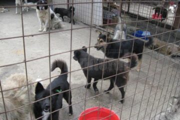 Eutanasierea câinilor vagabonzi din Suceava, blocată din nou de legislativ