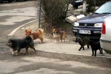 Animalele fără stăpân de pe străzi au devenit una dintre cele mai mari probleme ale orașului