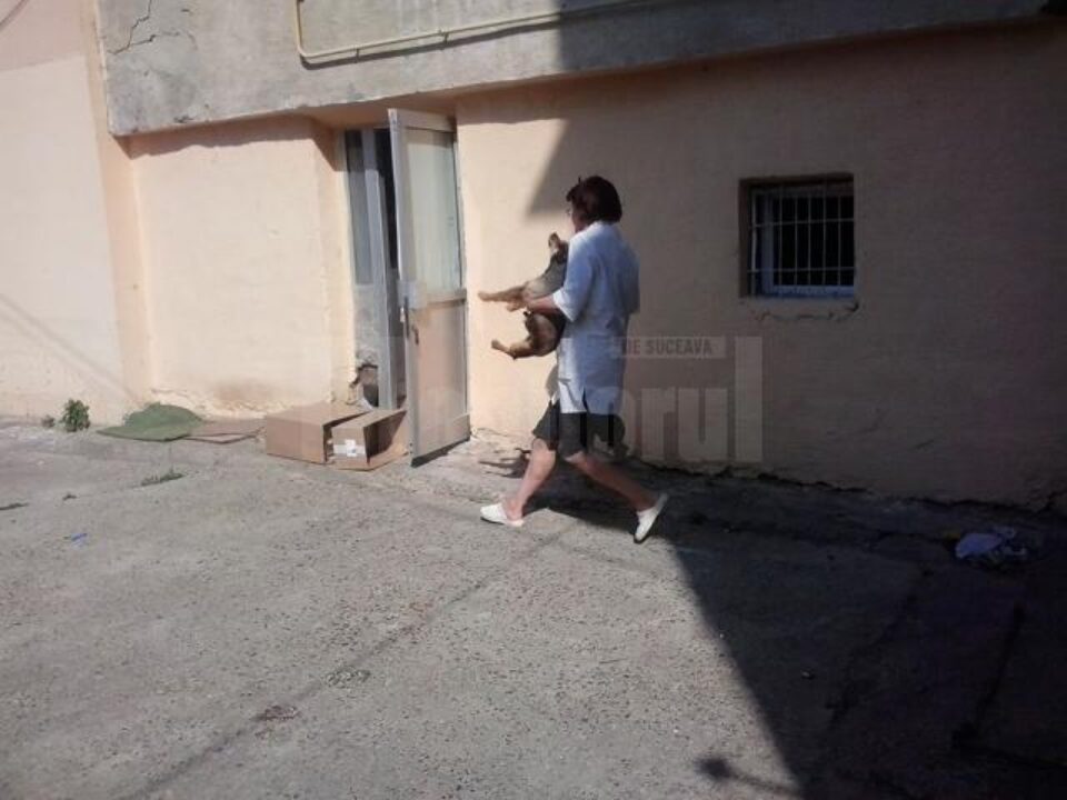 Nu este pentru prima dată când locatarii din blocul unde funcționează și farmacia se plâng de prezența numeroasă a câinilor maidanezi
