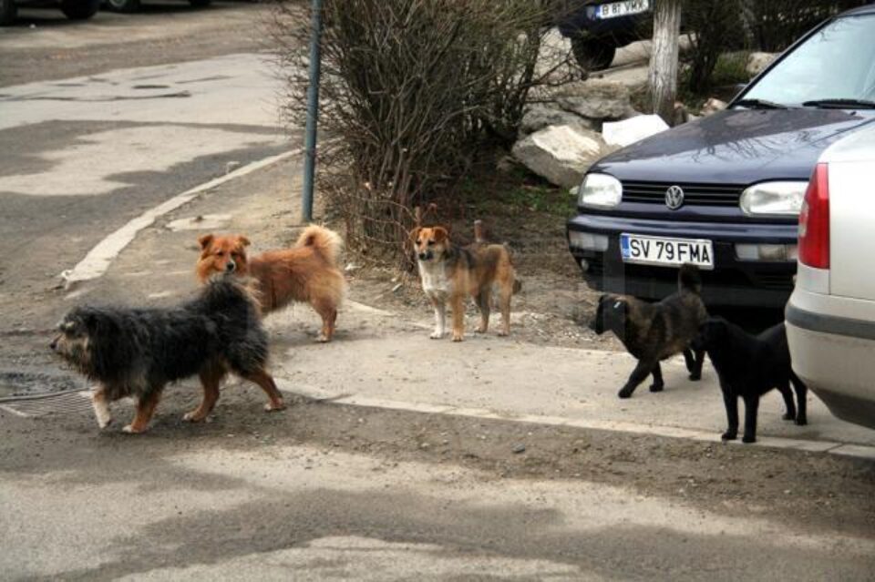 Asociația sau firma care va fi desemnată prin selecție de oferte pentru acest serviciu este obligată să captureze minimum 250 de maidanezi lunar Asociația sau firma care va fi desemnată prin selecție de oferte pentru acest serviciu este obligată să captureze minimum 250 de maidanezi lunar