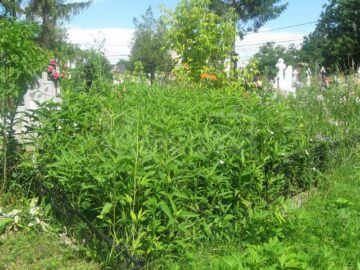Cimitirul din Plopeni, maidan cu bălării