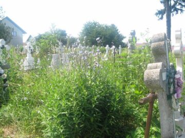 Cimitirul din Plopeni, maidan cu bălării