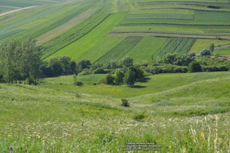 Fânețele seculare Ponoare