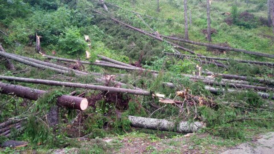 Mii de copaci au fost doborâți de vânt, în noaptea de luni spre marți, în comuna Ulma