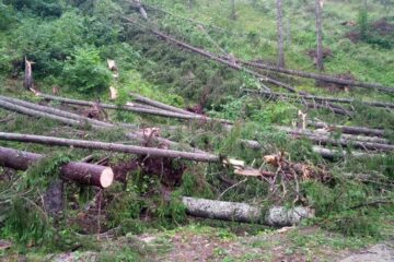 Mii de copaci au fost doborâți de vânt, în noaptea de luni spre marți, în comuna Ulma