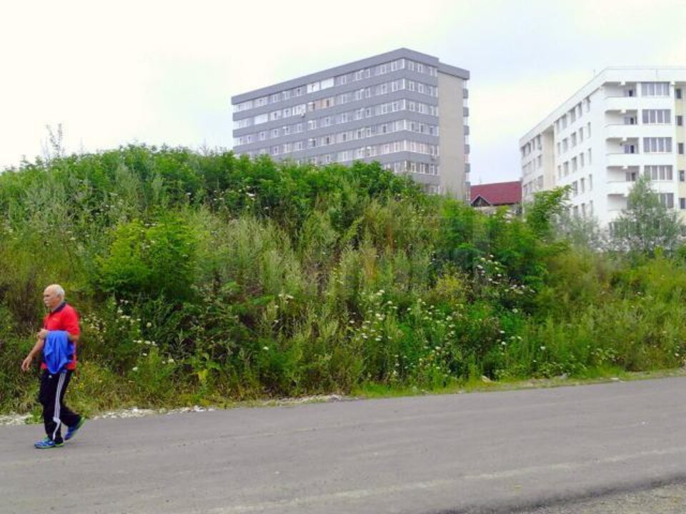 Bălăriile au crescut extrem de rapid, în unele locuri ajungând să fie chiar mai înalte decât un om
