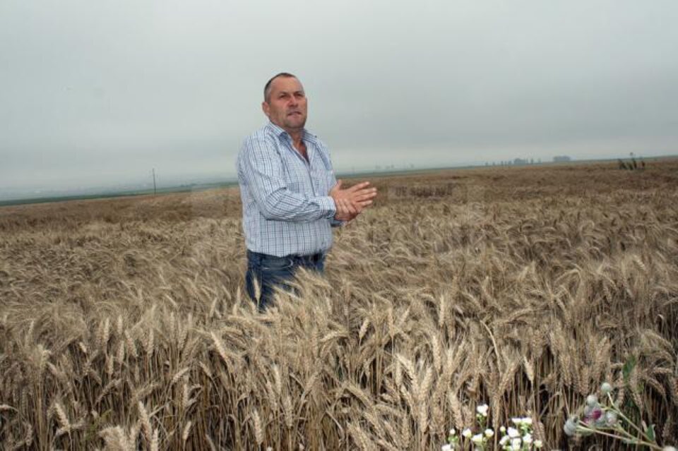 Gheorghe Abogatoaie: „Ploile au întârziat campania de recoltare cam cu două săptămâni”