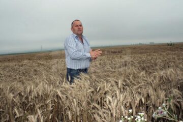 Gheorghe Abogatoaie: „Ploile au întârziat campania de recoltare cam cu două săptămâni”