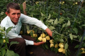 Ardeii din sera lui Vasile Mătrășoaia sunt deja buni de vânzare