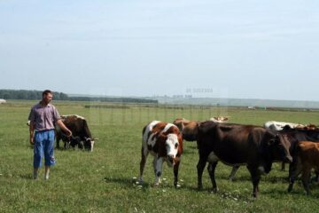 Ferma de animale este afacerea lui Marius Mătrășoaia, fiul legumicultorului Vasile Mătrășoaia